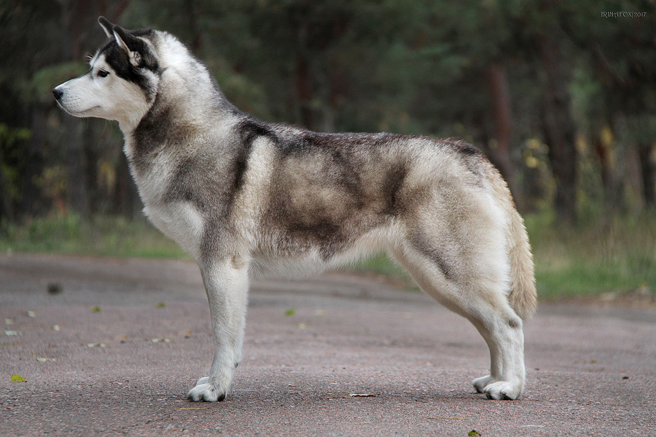 питомник элитных собак породы сибирский хаски