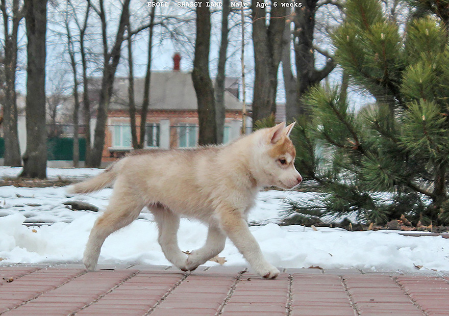 сибирский хаски  предлагается щенок хаски